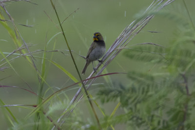 Yellow-faced Grassquit