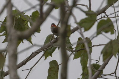 Orange-cheeked Waxbill