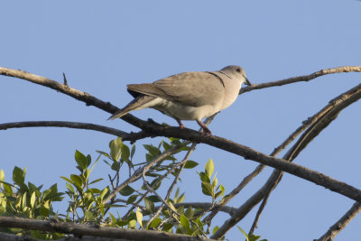 African Collared-Dove