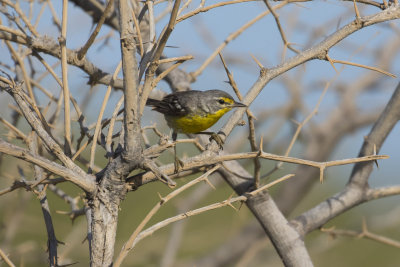 Adelaide's Warbler