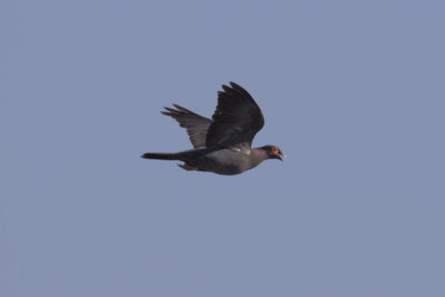 Scaly-naped Pigeon