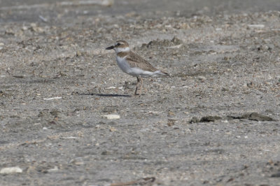 Wilson's Plover