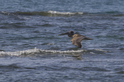 Brown Pelican