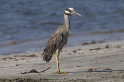 Yellow-crowned Night Heron