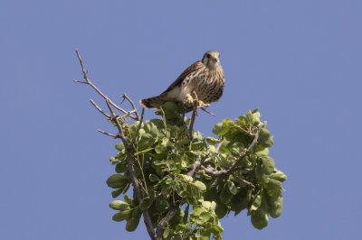 American Kestrel