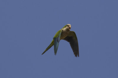 Monk Parakeet