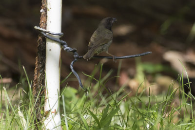 Black-faced Grassquit