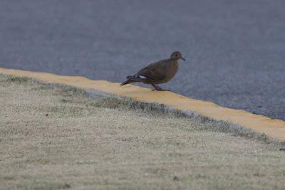 Zenaida Dove