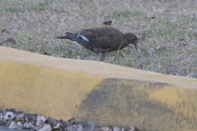 Zenaida Dove