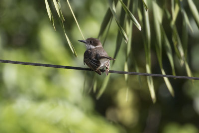 Loggerhead Kingbird