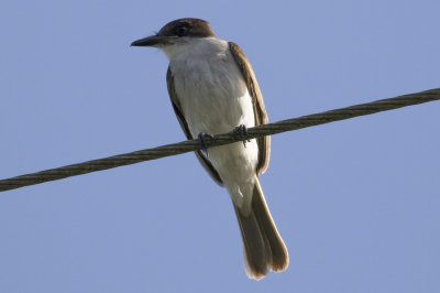 Loggerhead Kingbird