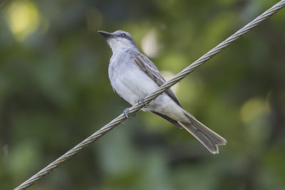 Gray Kingbird