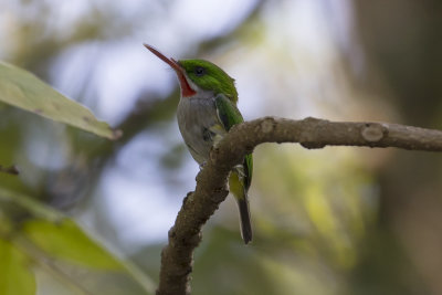 Puerto Rican Tody