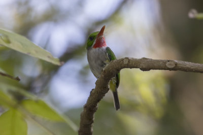 Puerto Rican Tody