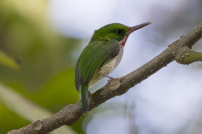 Puerto Rican Tody