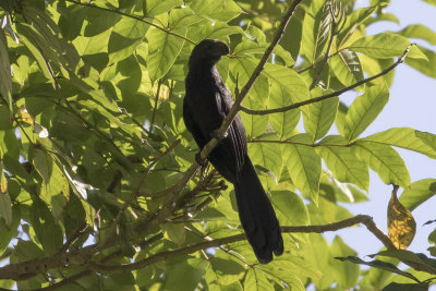 Smooth-billed Ani