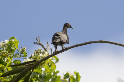 Scaly-naped Pigeon