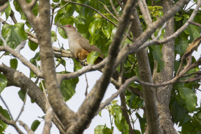 Puerto Rican Lizard-Cuckoo