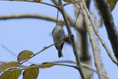 Black-whiskered Vireo