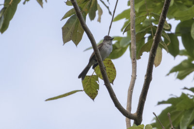 Puerto Rican Flycatcher