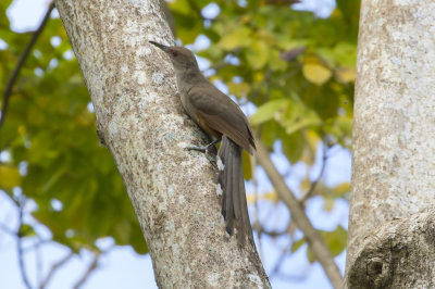 Puerto Rican Lizard-Cuckoo