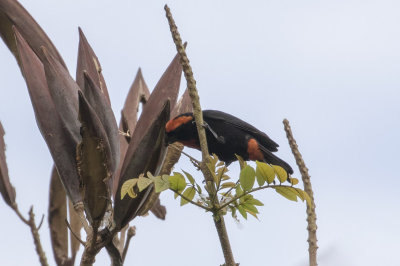 Puerto Rican Bullfinch