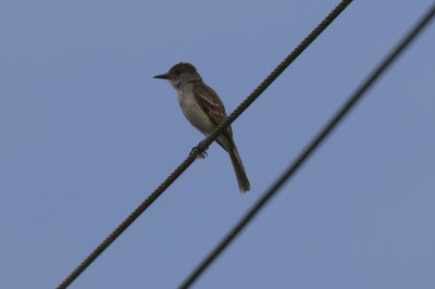 Puerto Rican Flycatcher