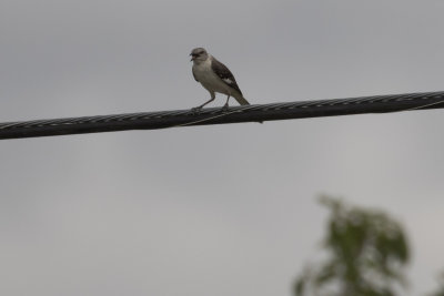 Northern Mockingbird
