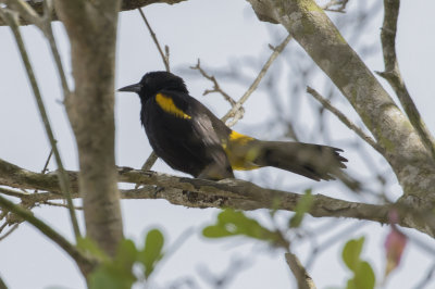 Puerto Rican Oriole