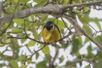 Puerto Rican Euphonia