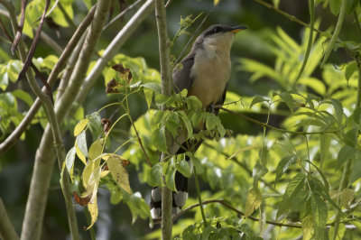 Mangrove Cuckoo