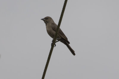 Shiny Cowbird