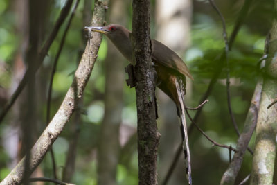 Puerto Rican Lizard-Cuckoo