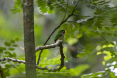 Puerto Rican Tody