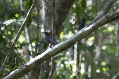 Puerto Rican  Woodpecker & Red-legged Thrush