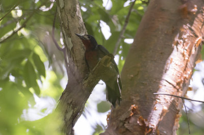 Puerto Rican Woodpecker 