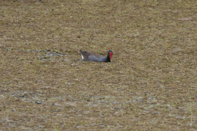 Common Gallinule