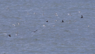 Brown Noddies & Roseate Terns