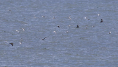 Brown Noddies & Roseate Terns