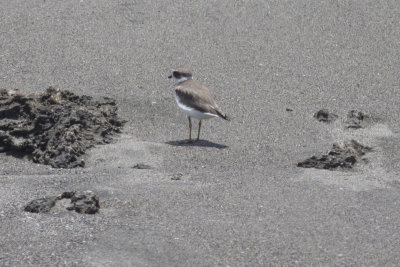 Semipamated  Plover