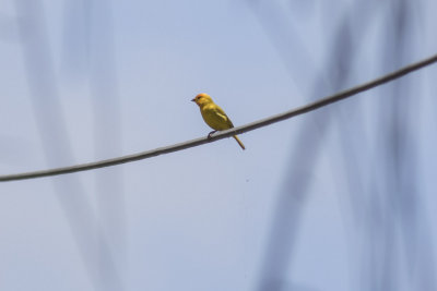 Saffron Finch