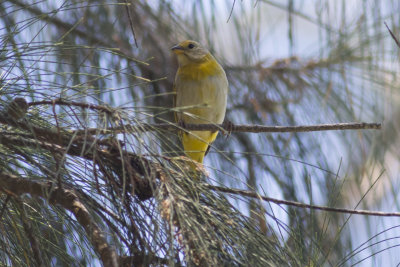 Saffron Finch