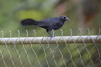 Greater Antillean Grackle