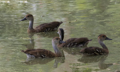 West Indian Whistling Ducks