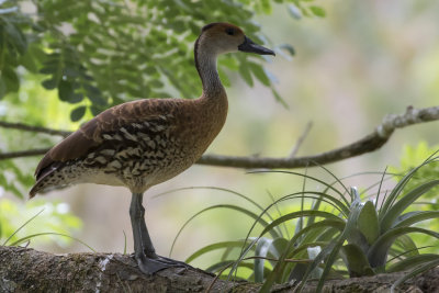 West Indian Whistling Ducks