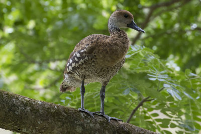 West Indian Whistling Ducks