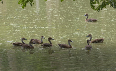 West Indian Whistling Ducks