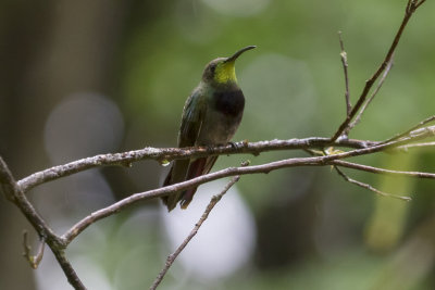 Antillean Mango