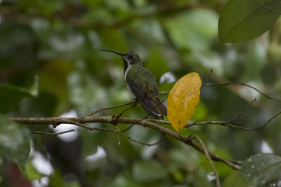 Antillean Mango