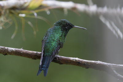 Puerto Rican  Emerald